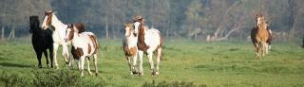 Wildlife Trusts horses Spain in the netherlands black about Grassland Agriculture