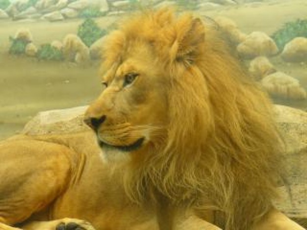 yellow Biology lion animal about Africa zoo