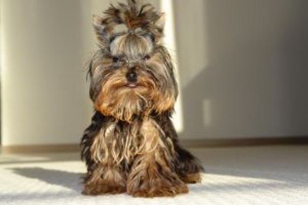 Yorkshire Terrier memo Dog front view about Glade Gurkha British Army Dog grooming Recreation