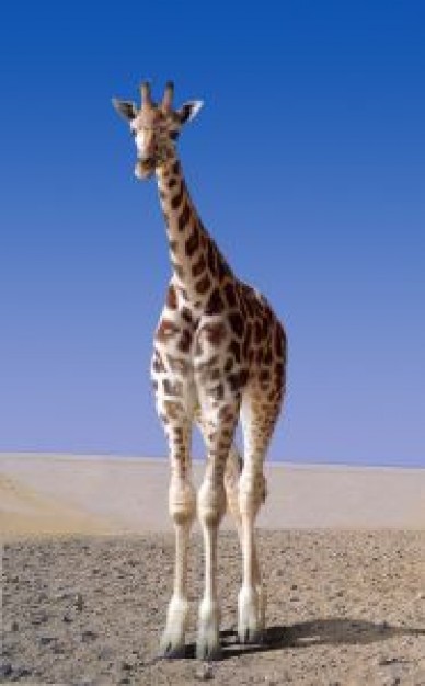 young Denmark giraffe with blue sky background about Zoo