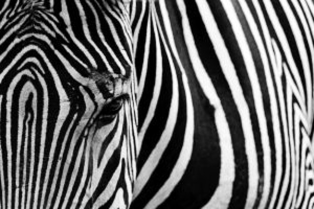 Zebra front view about Africa Kenya Species Equidae Plains zebra