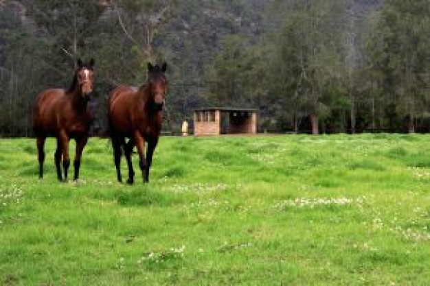 two horses in dark brown on grass