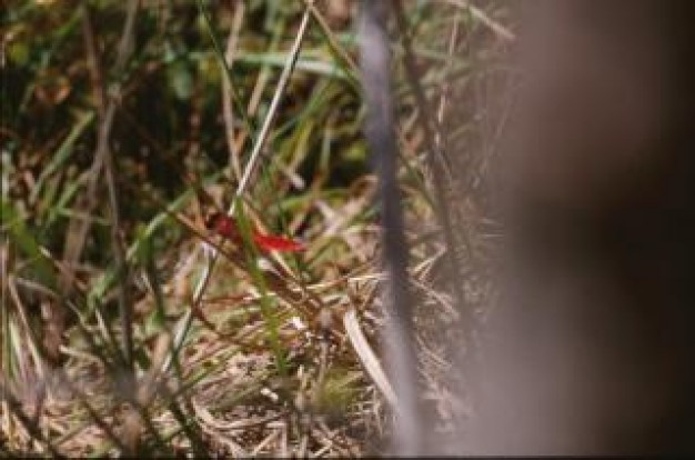 dragonfly animal