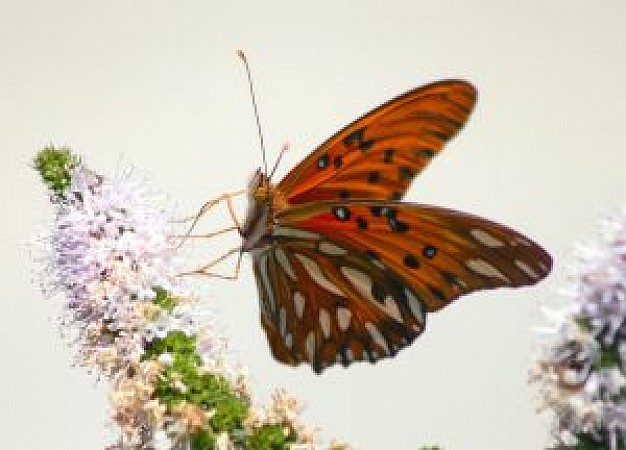 orange butterfly with white spots on a purple flower