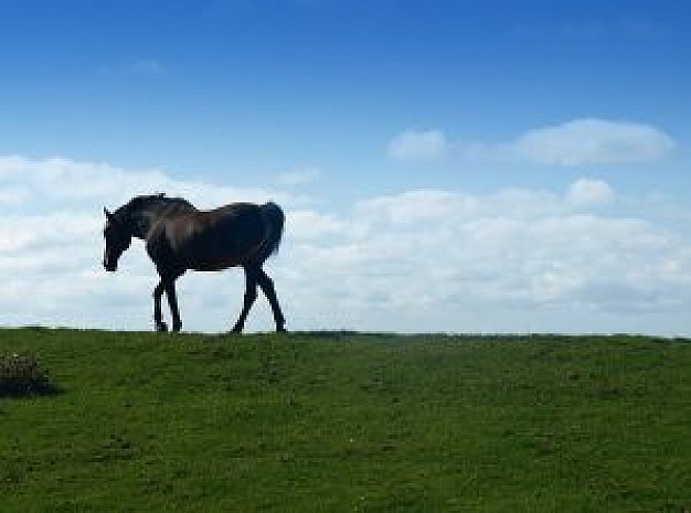 horse walking at skyline in a cloudy day