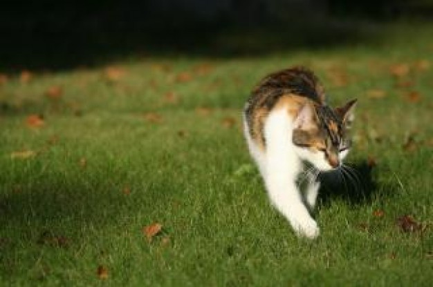 cat walking on grass