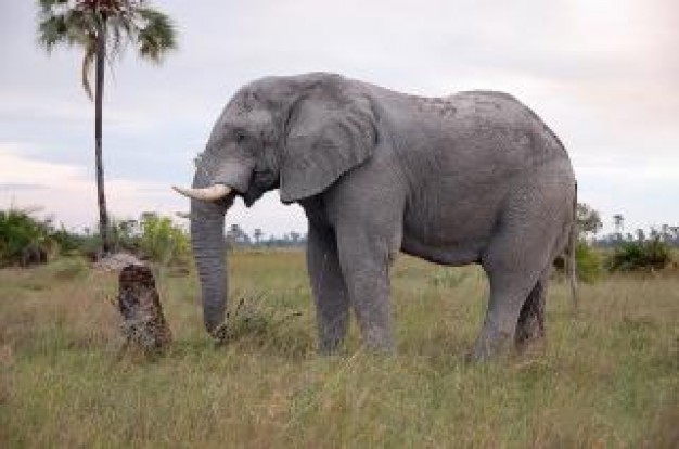 botswana elephant