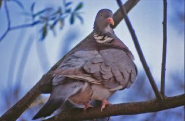 pigeon dove