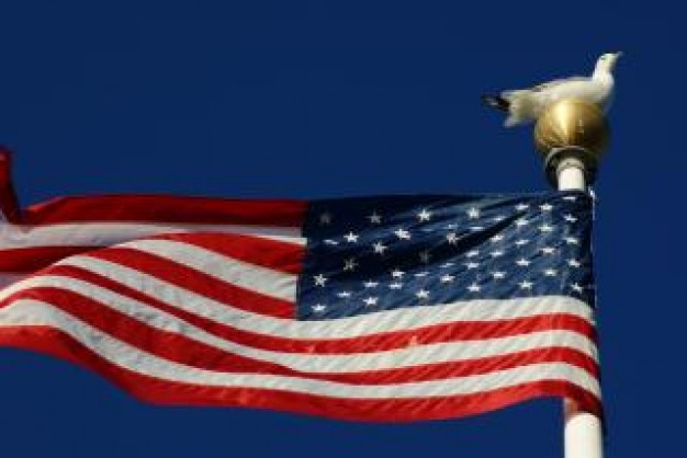 seagull on flagpole