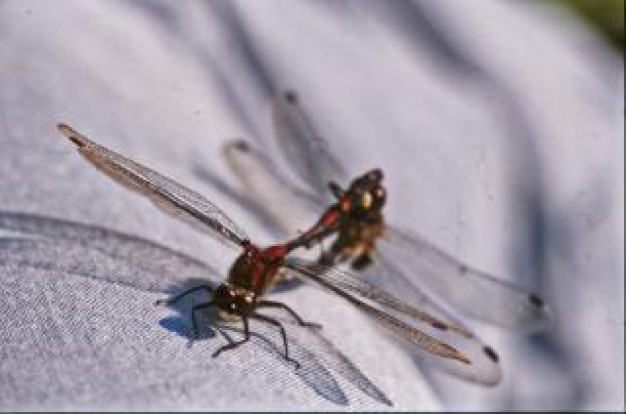 dragonfly animal dragonfly wings