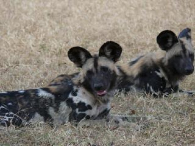 wild dogs