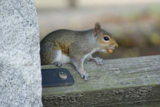 squirrel on fence