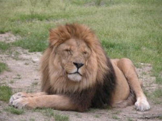 lion with close eyes resting on the ground