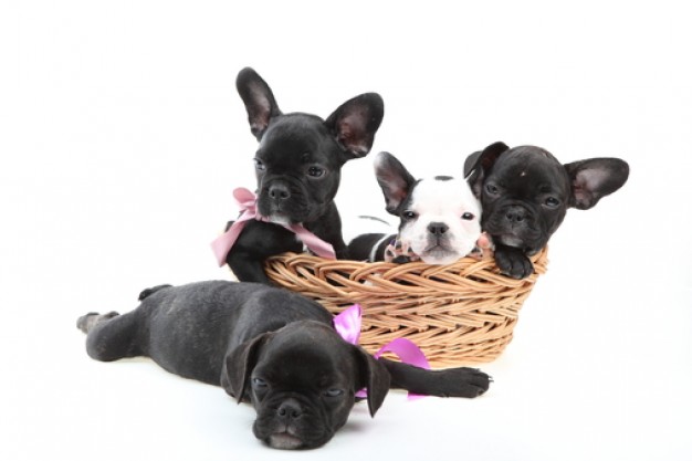 house doggy black dog puppies in basket