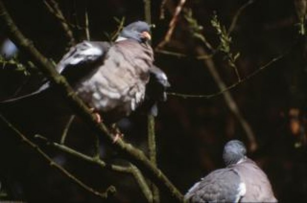 Bird pigeons Columbidae leaves about Pigeon Pets