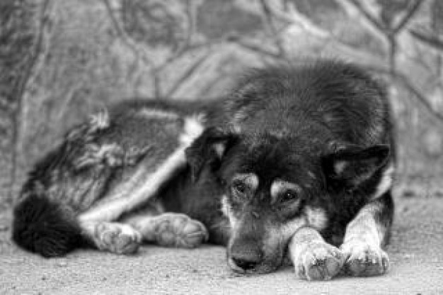 Black-and-white dog Photography animal about art Photographers