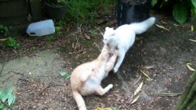 Cat cats Recreation fight standoff ginger about Pets Ginger