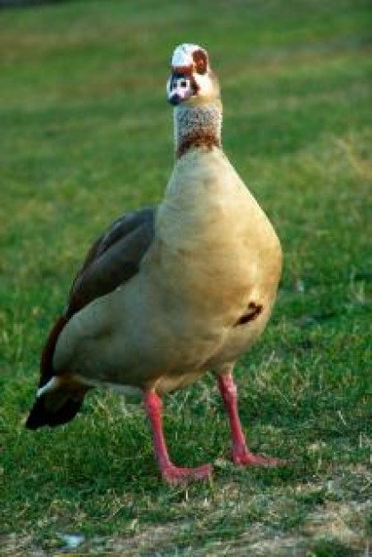 Duck geese Bird in the grass about Goose Quilt