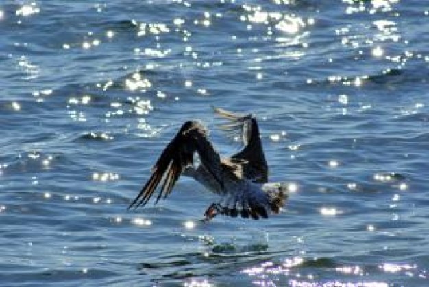 Fish seagull Recreation landing plumage about Outdoors Cormorant