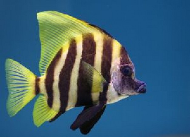 Fish tropical Bahamas fish about Pet Business