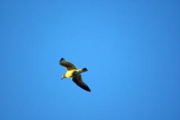 Gull seagull Bird in flight about Pope Ukraine