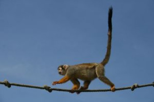 Monkey walking Primate monkey about Recreation Animals