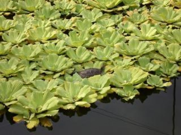 Nymphaeaceae turtle Nuphar on lilies about Nymphaea Cabombaceae