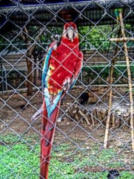 Parrot zoo Bird parrot about Pets Species