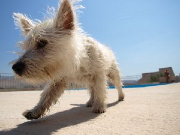 People under Furry the dog about Danube Oceania