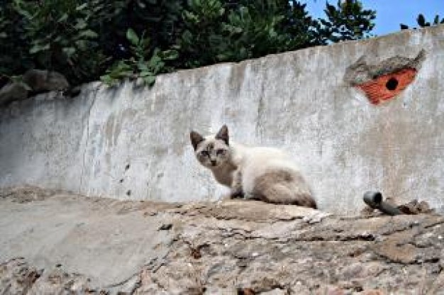 Pets white Cats and brown cat about Recreation Rooster