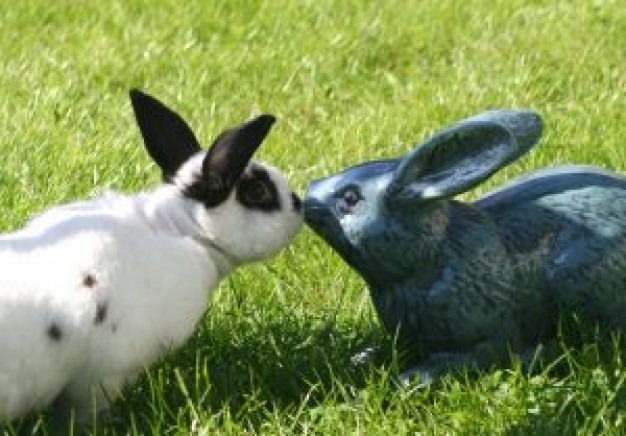 Rabbit artificial Pets kiss about Recreation Hare