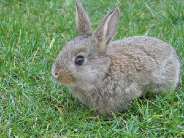 Rabbit hare Easter on the grass about Holidays Ireland