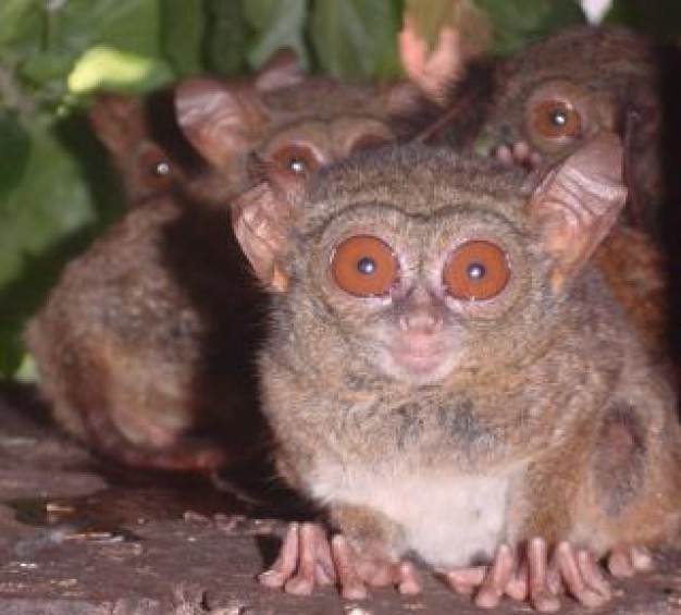 Rose tarsius Copper smile about Shrubs Plants