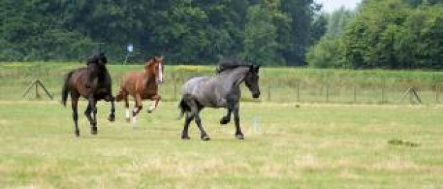 Sports horses Equestrian in the netherlands foal about Foal Horse