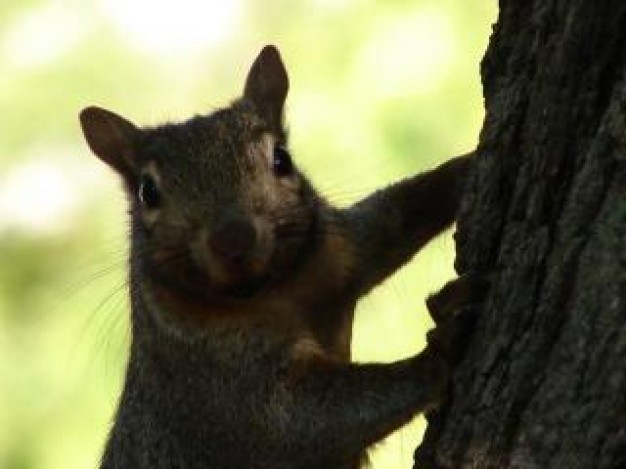 Squirrel peek Recreation a boo squirrel about Animals Humor