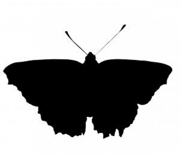 a butterfly silhouette in top view