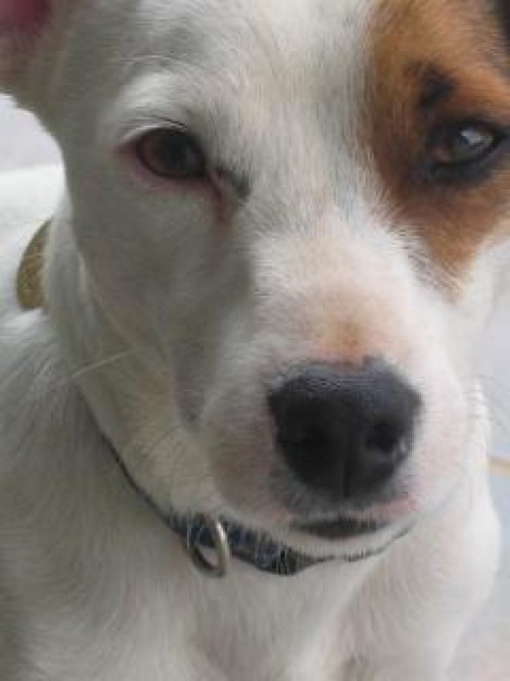 a dog face portrait close-up