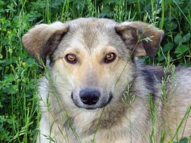 a dog standing in grass and looking for you