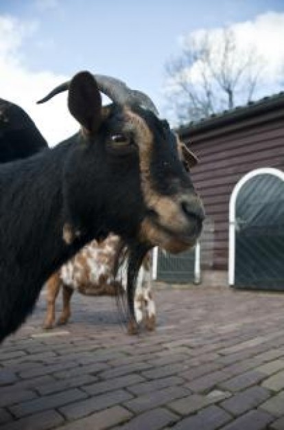 a goat animal side view with brown house at back