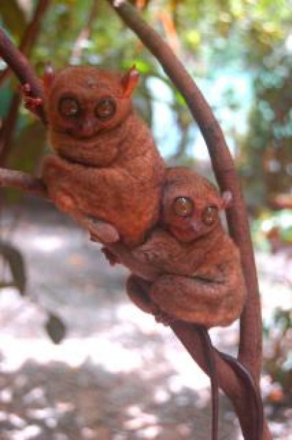 a pair of Copper brontok like monkey about Shrubs Plants in tree