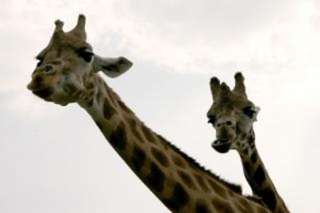 a pair of giraffes over gray background
