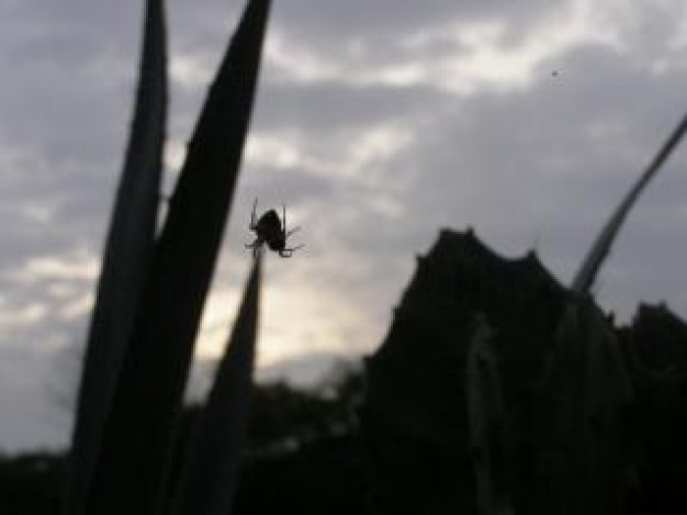 a Spider web wild prey about Biology Flora and Fauna