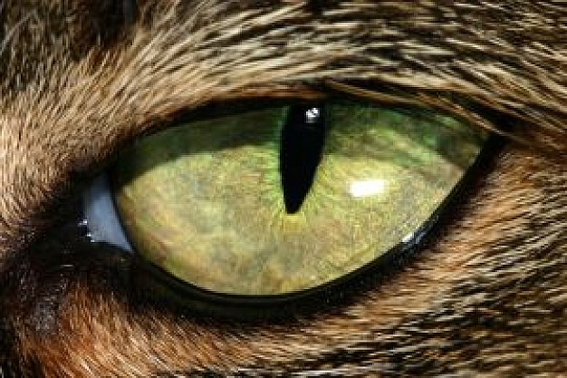 acuminous cat eye close-up