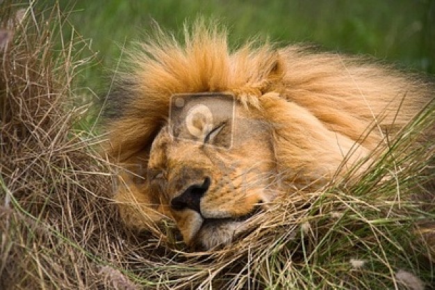 adult lion sleeping about animal wildlife wild