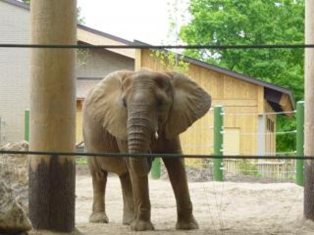 Africa Elephant captured about Gurkha Conservation zoo