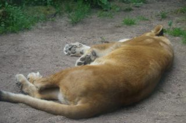 Africa lioness Lion fur about Big cat Seven Natural Wonders of Africa