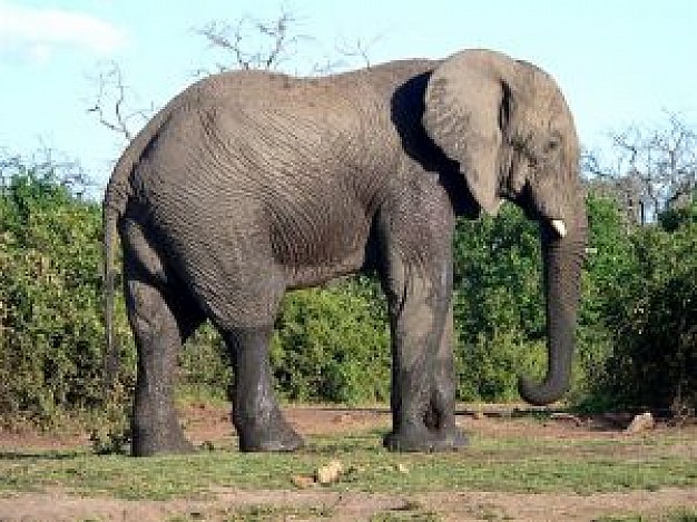 African elephant african Africa elephant side view about Elephant Gurkha