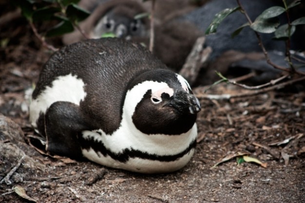african penguin resting on floor