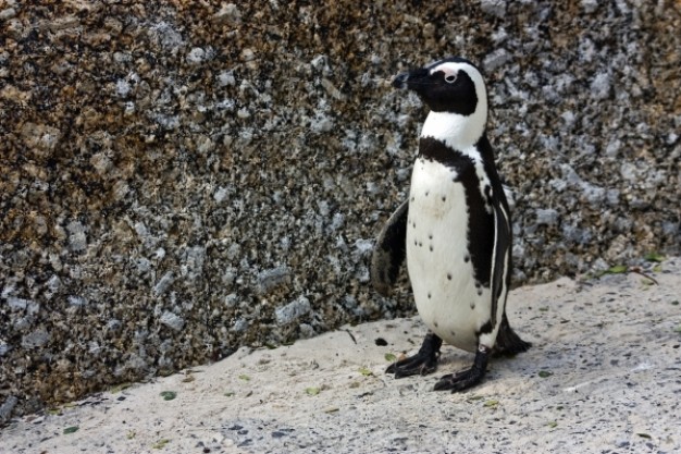 african penguin walking at grit road