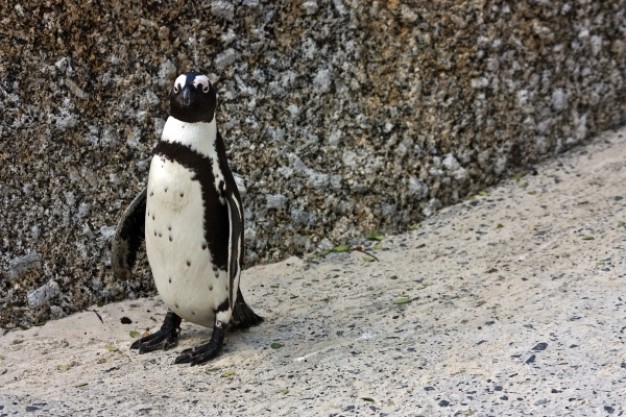 african penguin walking grit road alone